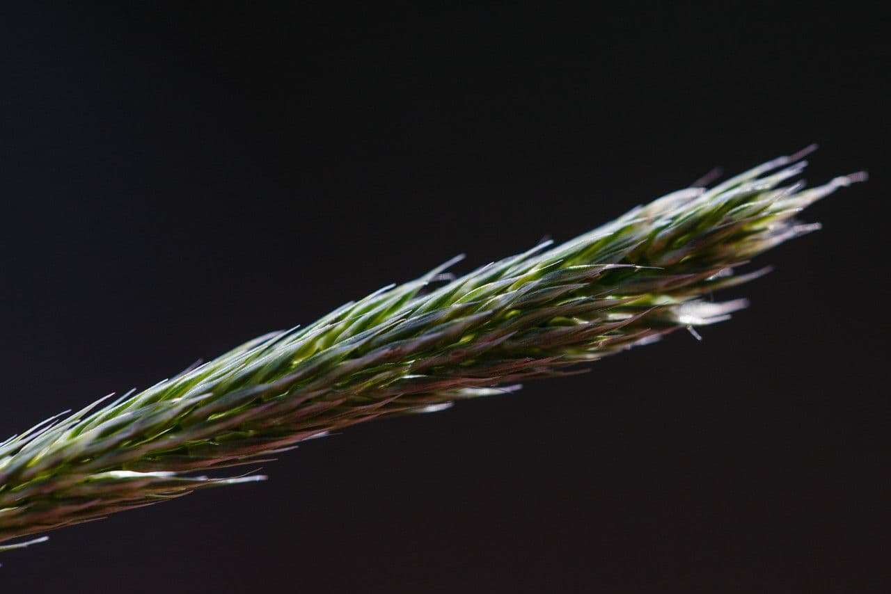 Nit grass 4