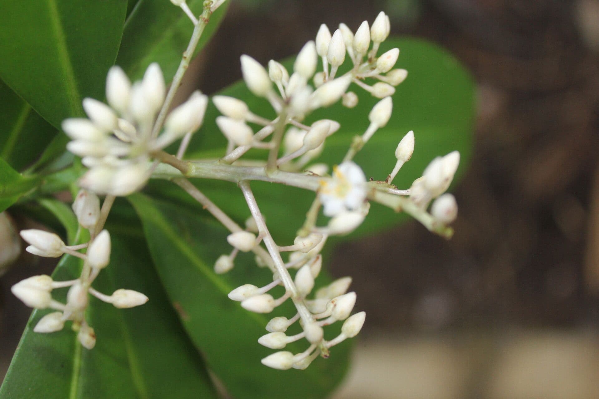 Ardisia révolutée 6