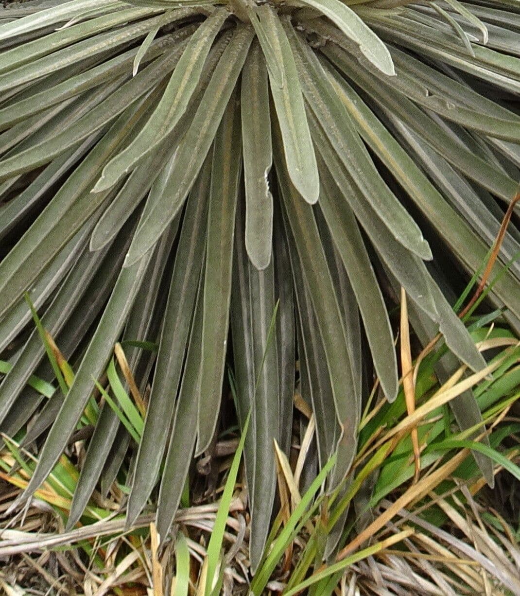 Espeletia 4