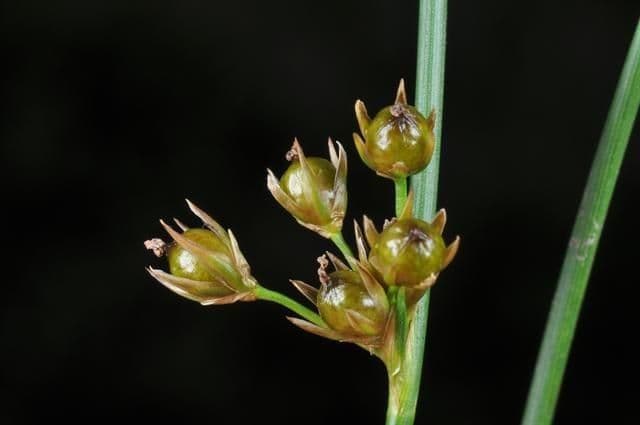 Giunco filiforme 2