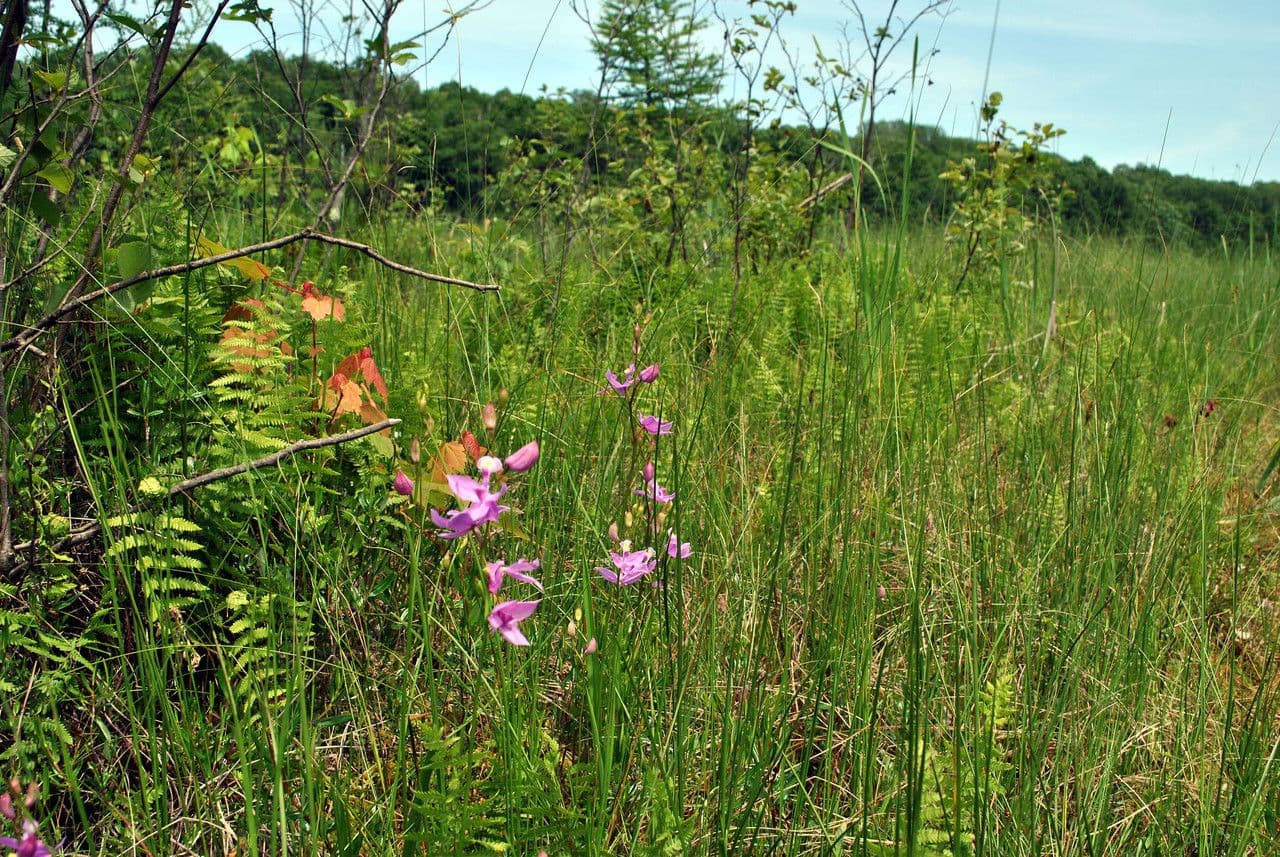 Calopogon tuberoso 7