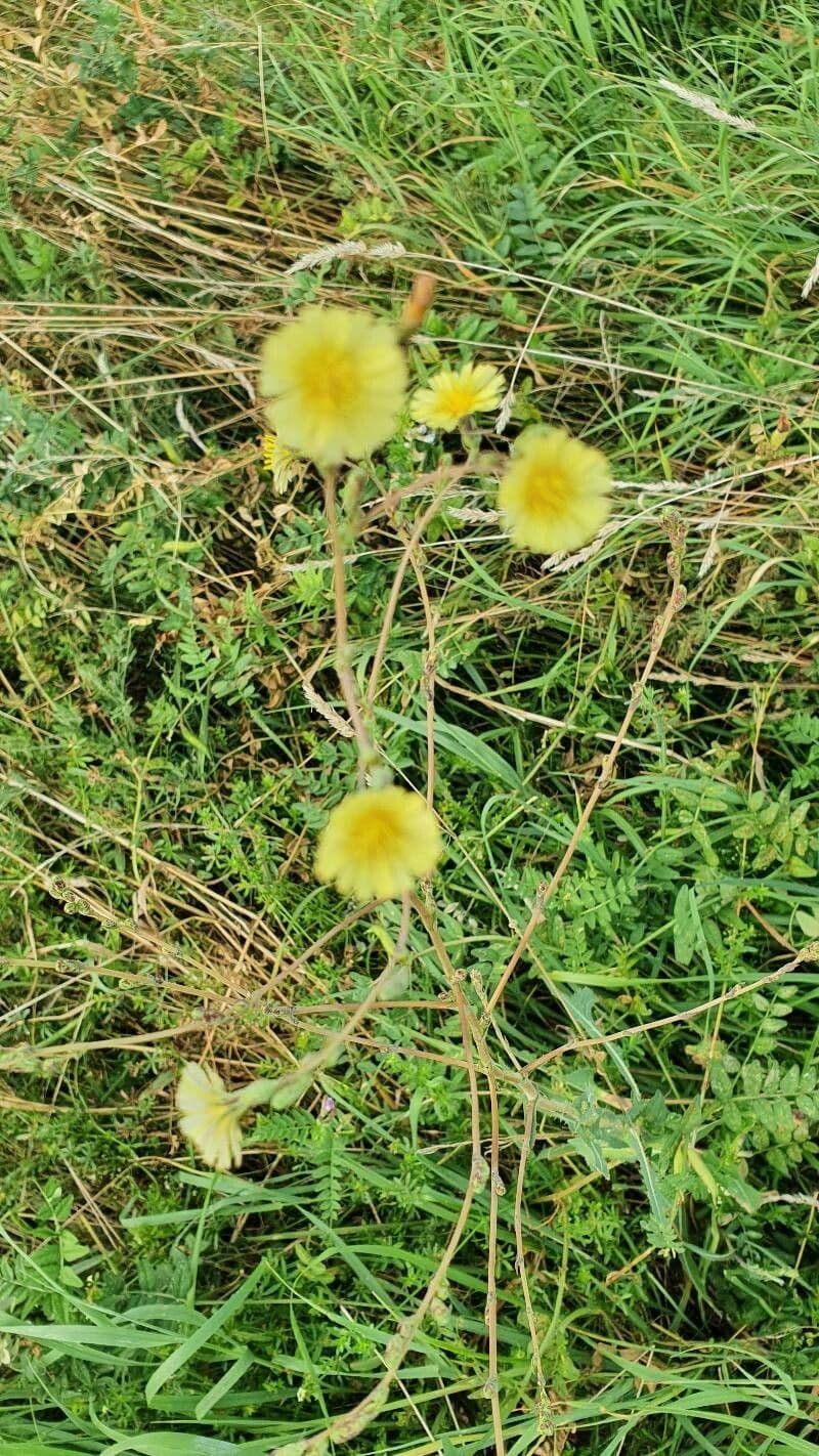 Launaea 6