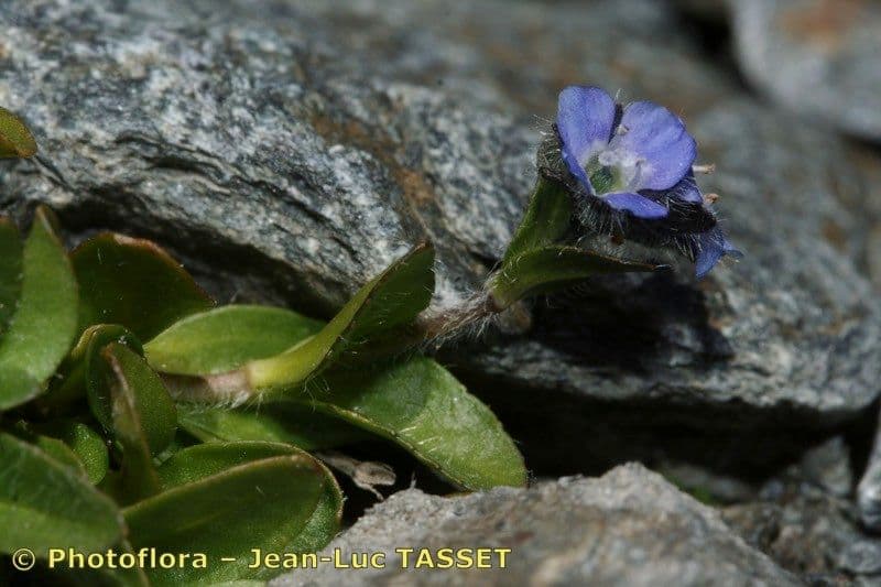 Veronica alpina 28