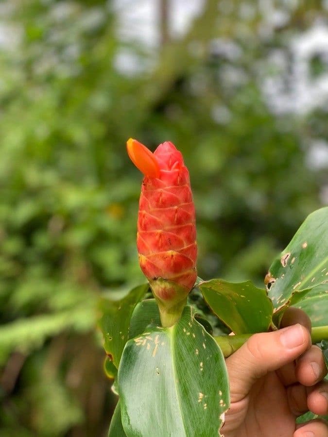 Costus 3