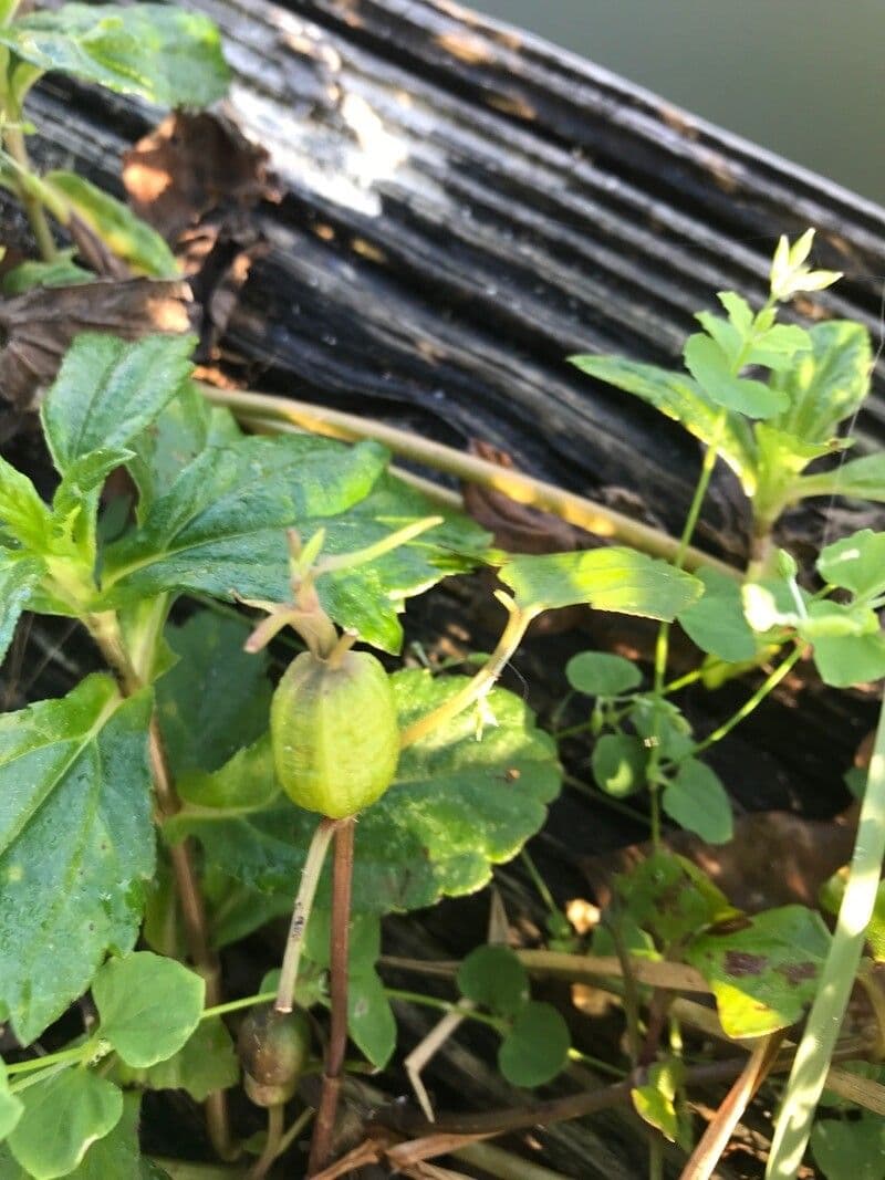 Mikania scandens