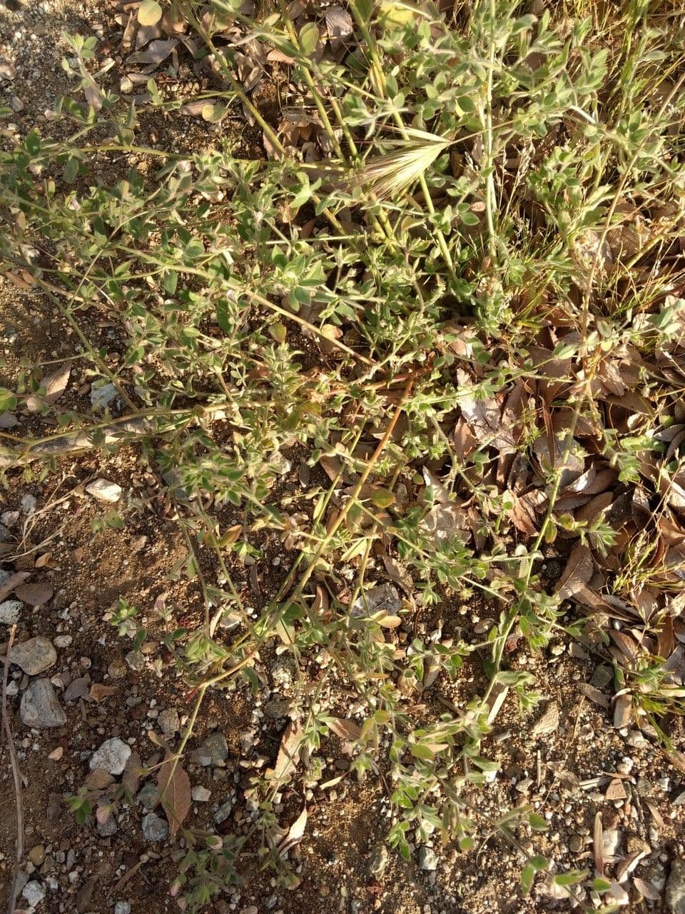 Acmispon americanus 9