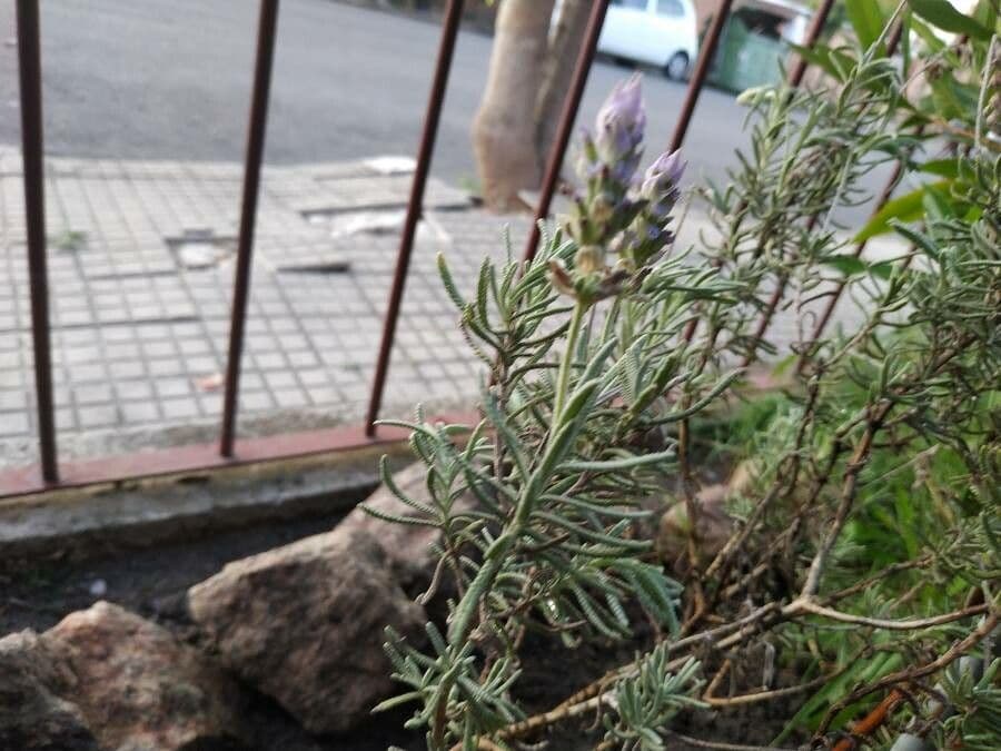 Lavanda dentata 23