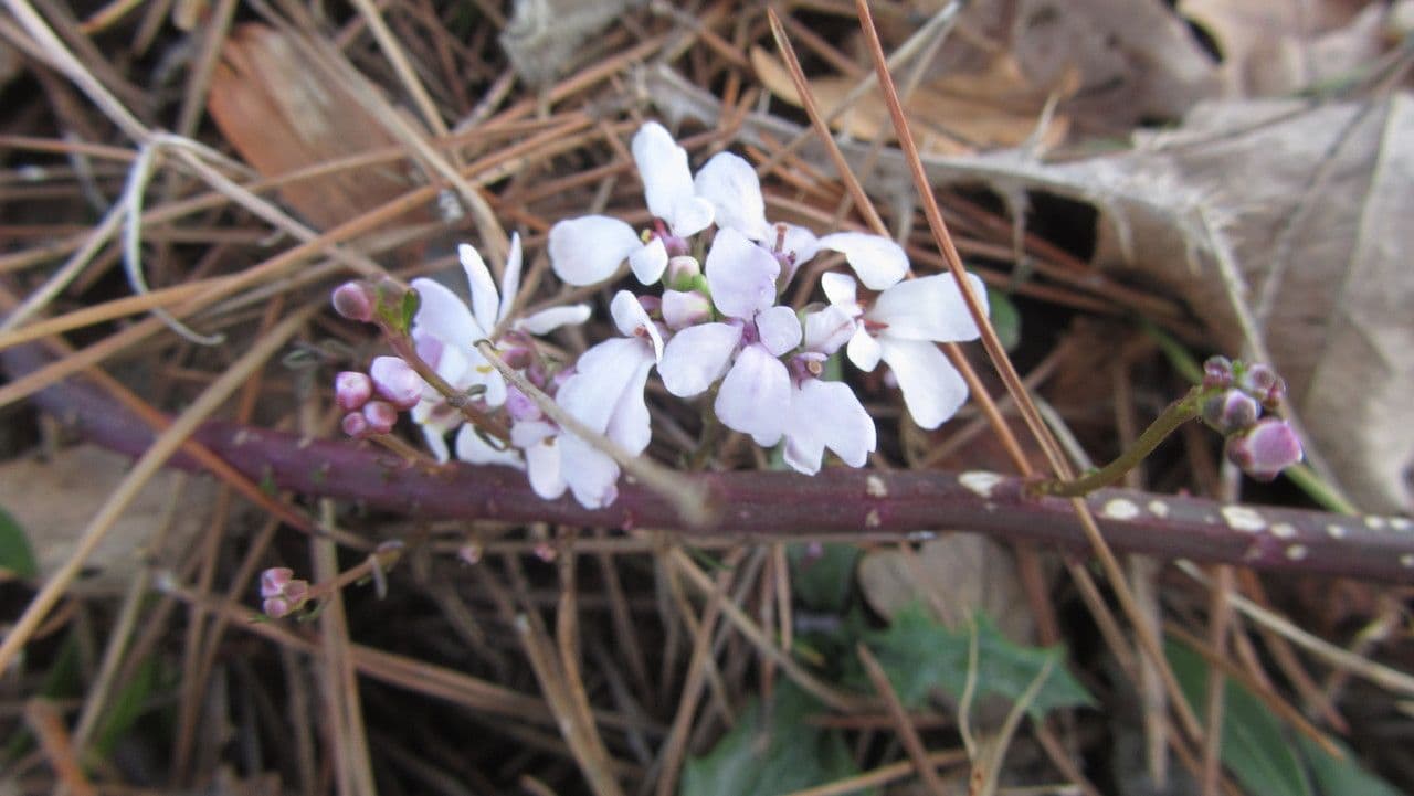 Schiffchenblättrige Schleifenblume 13