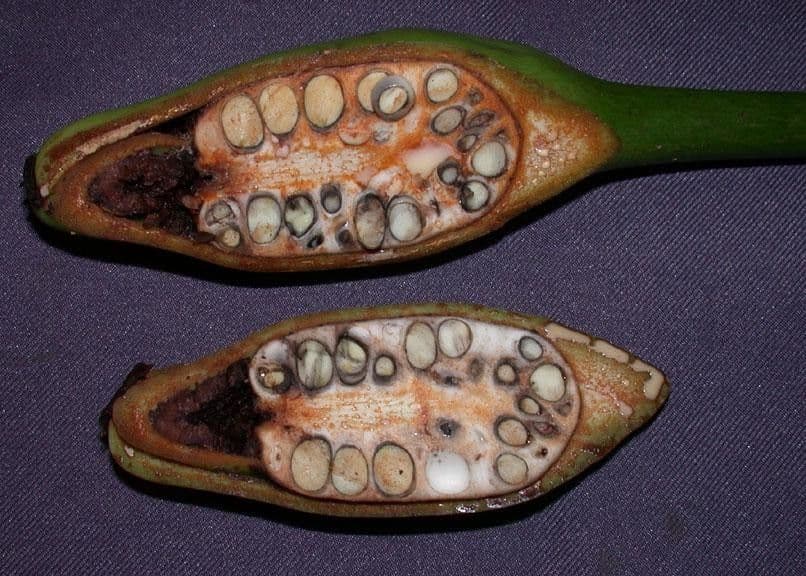 Syngonium 19