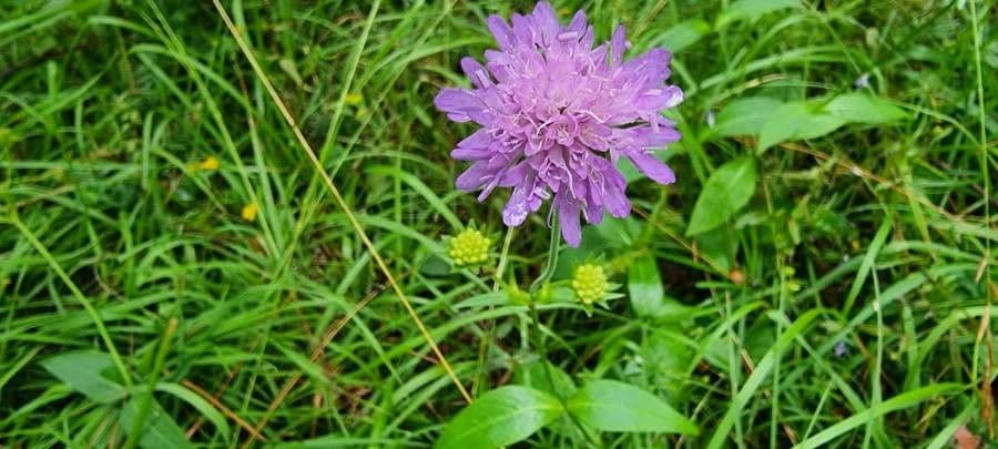 Ambretta silvatica 6