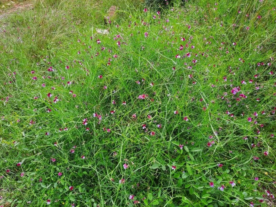 Cicerchia clymenum 16