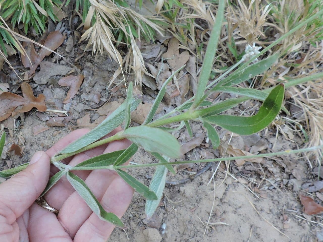Froelichia gracilis 10