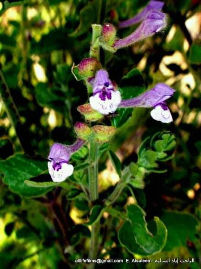 Scutellaria altissima 6