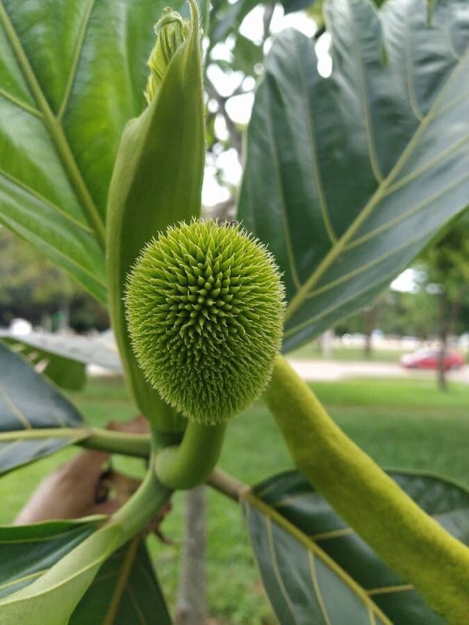 Albero del pane 10