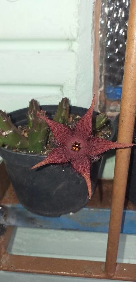 Stapelia 5