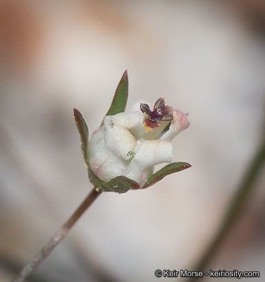 Nemacladus ghiandolifero 2