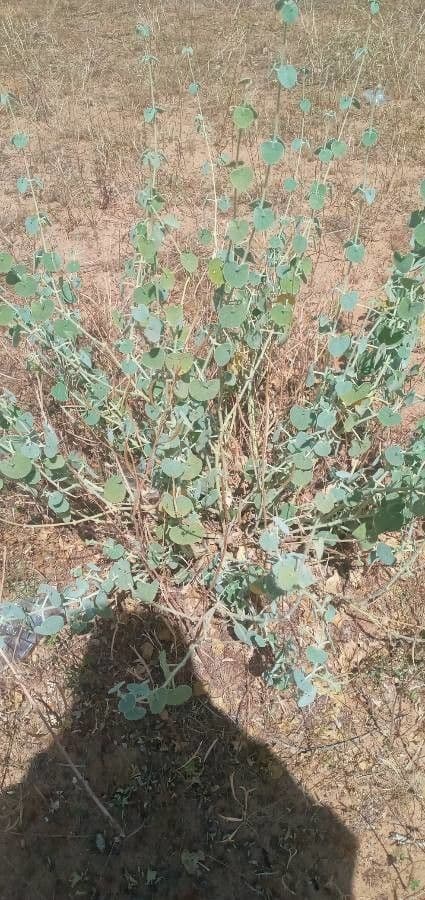 Pergularia tomentosa 20