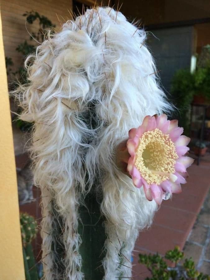 Woolly Torch 15