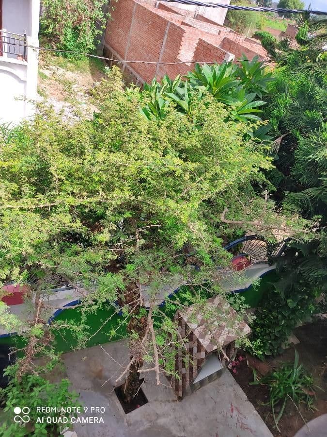 Prosopis 9