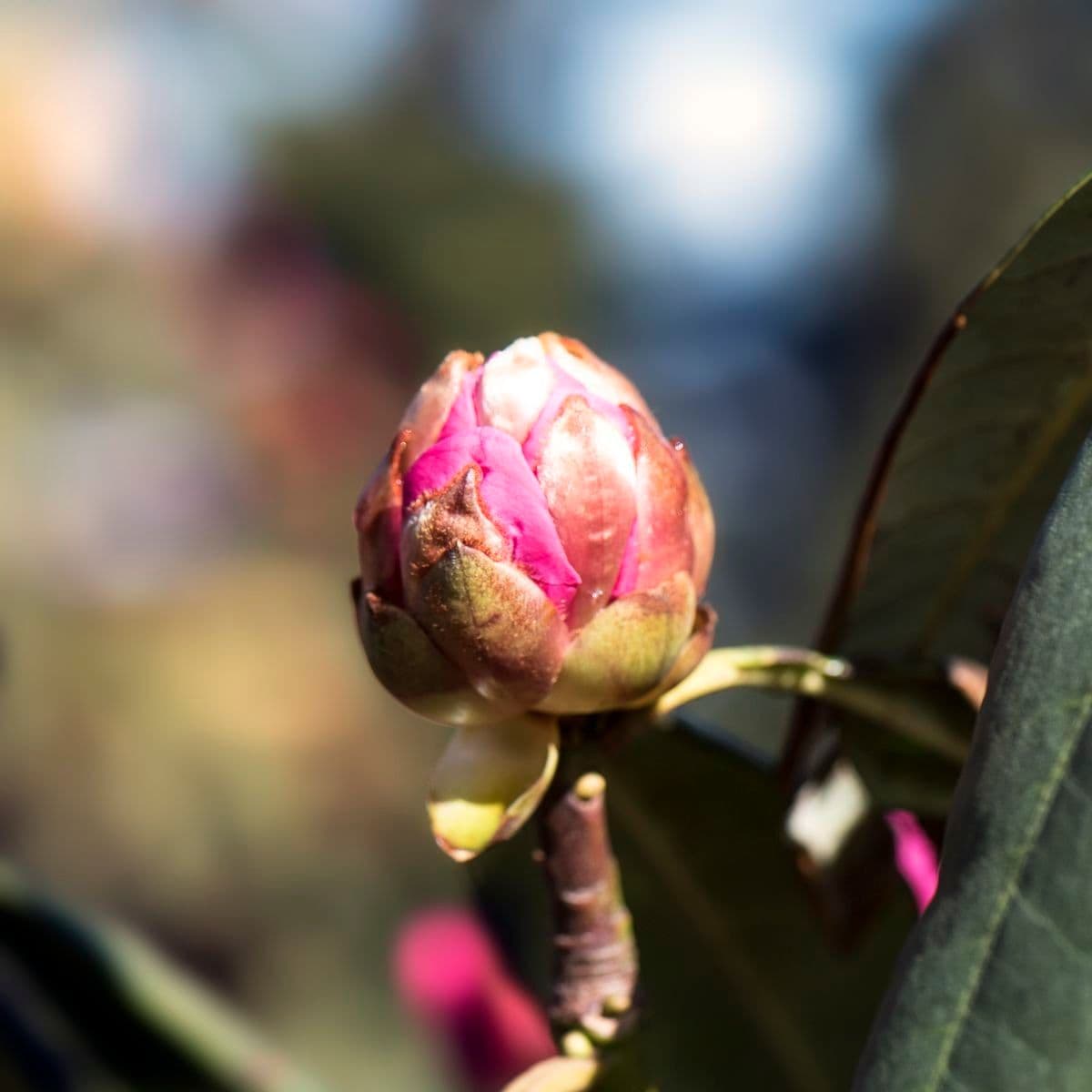 Rododendron anthosphaerum 10