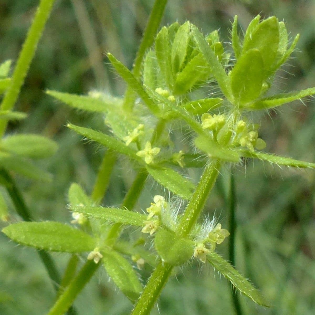 Przytulia piemoncka 3