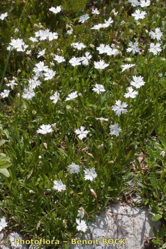 Silene 6