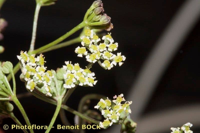 Stoibrax dichotomum 13