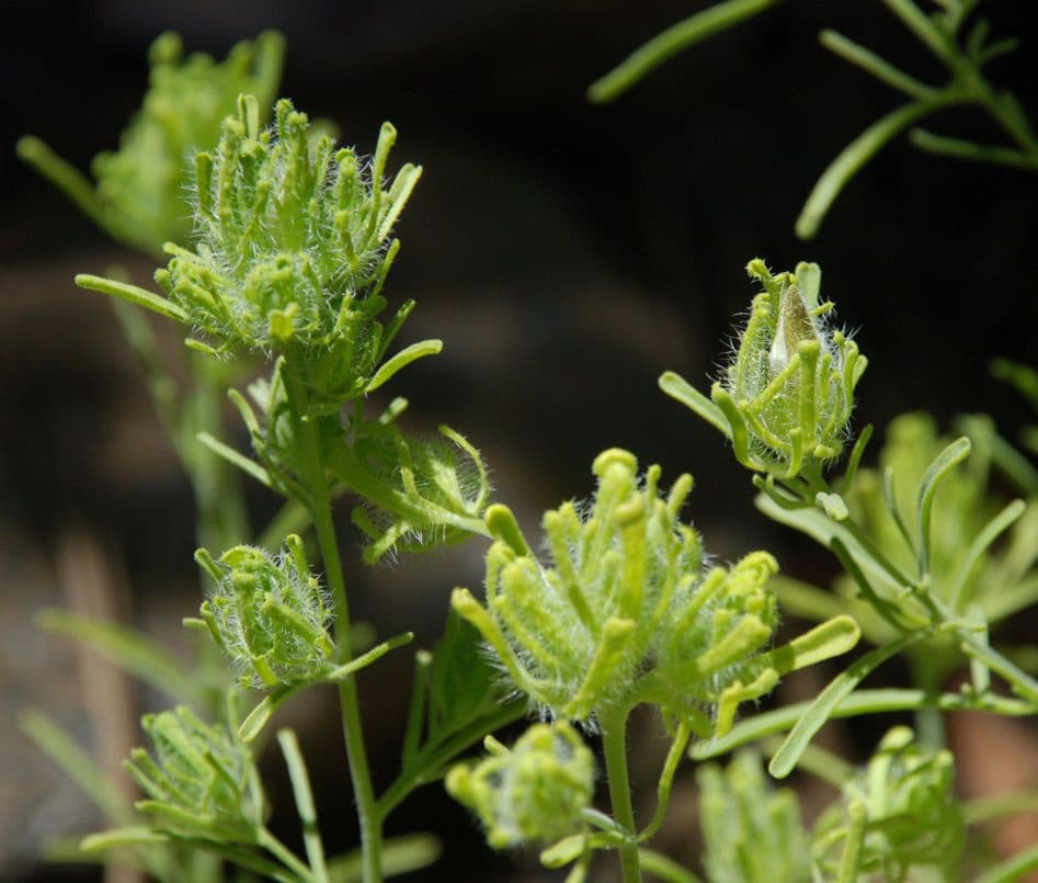 Cordylanthus rigide