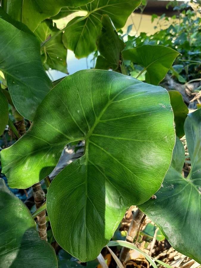 Montrichardia 9