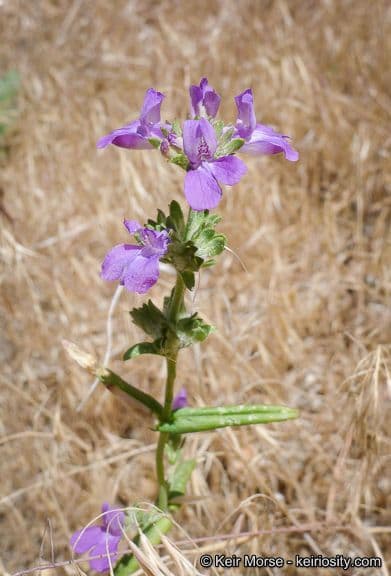 Collinsia concolor 6