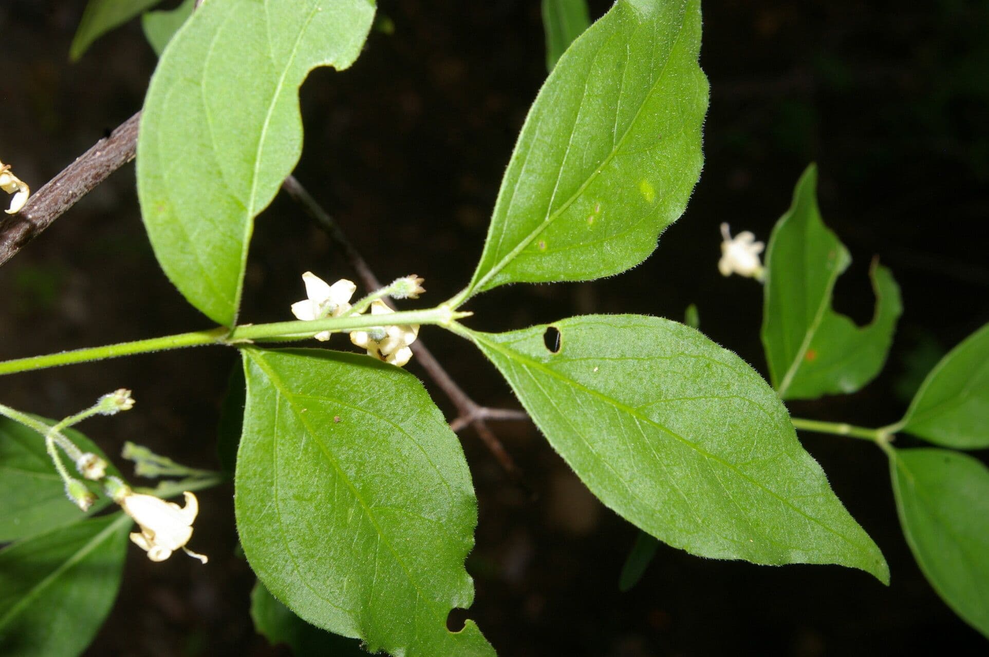 Chiococca 9