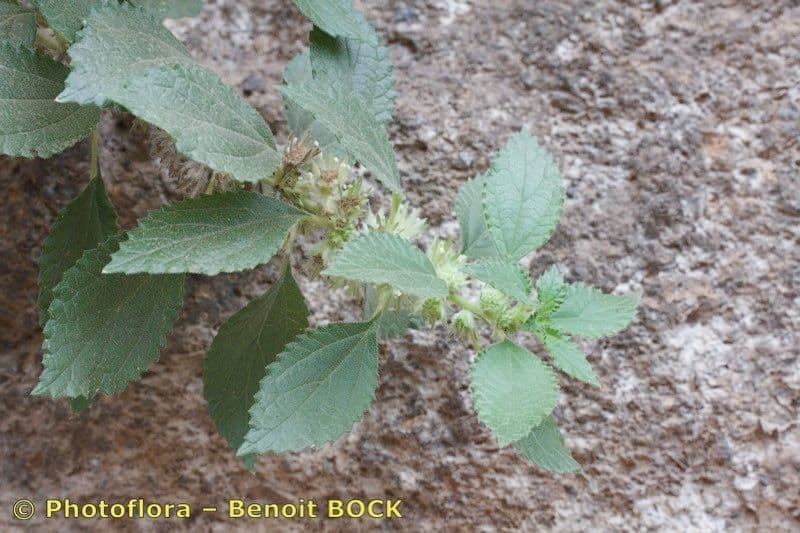 Forsskaolea 2