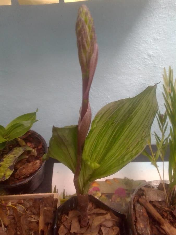 Govenia 2