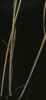Carice stellata 21