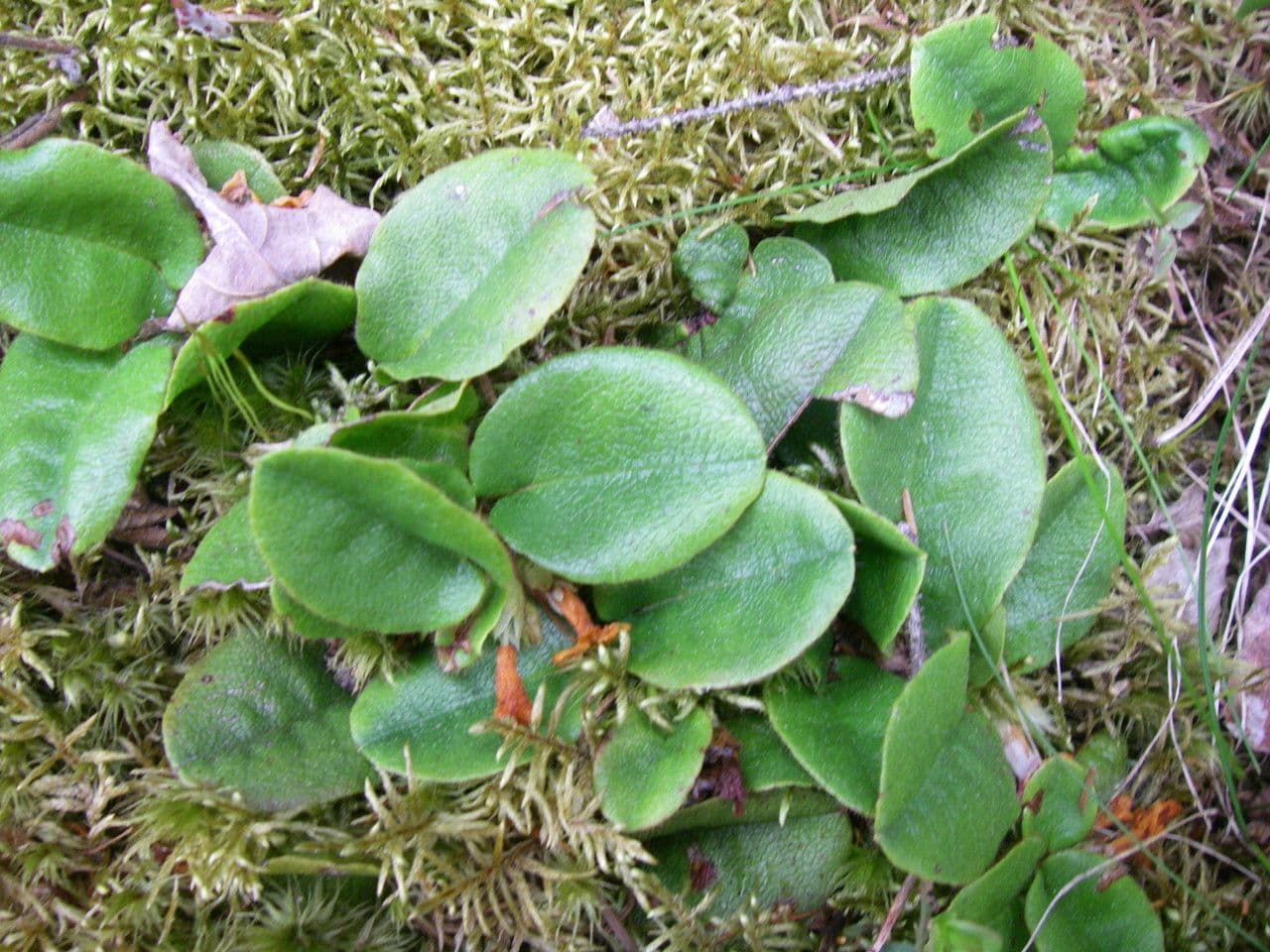 Epigaea repens 8