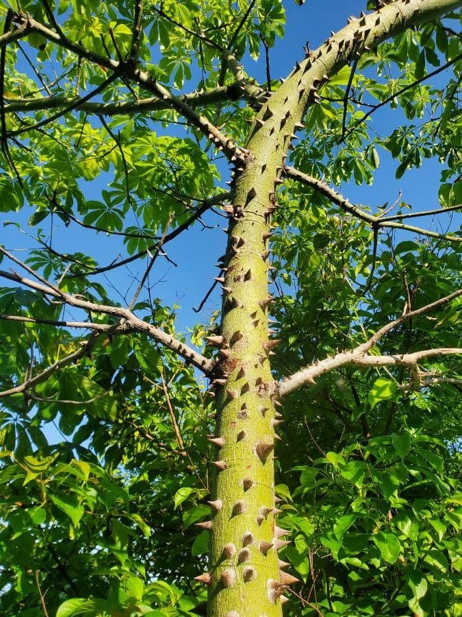 Ceiba 23