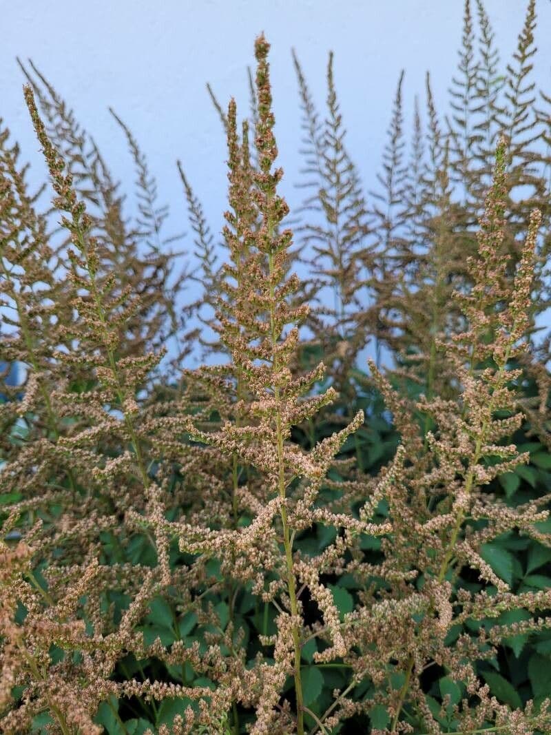 Astilbe giapponese 4