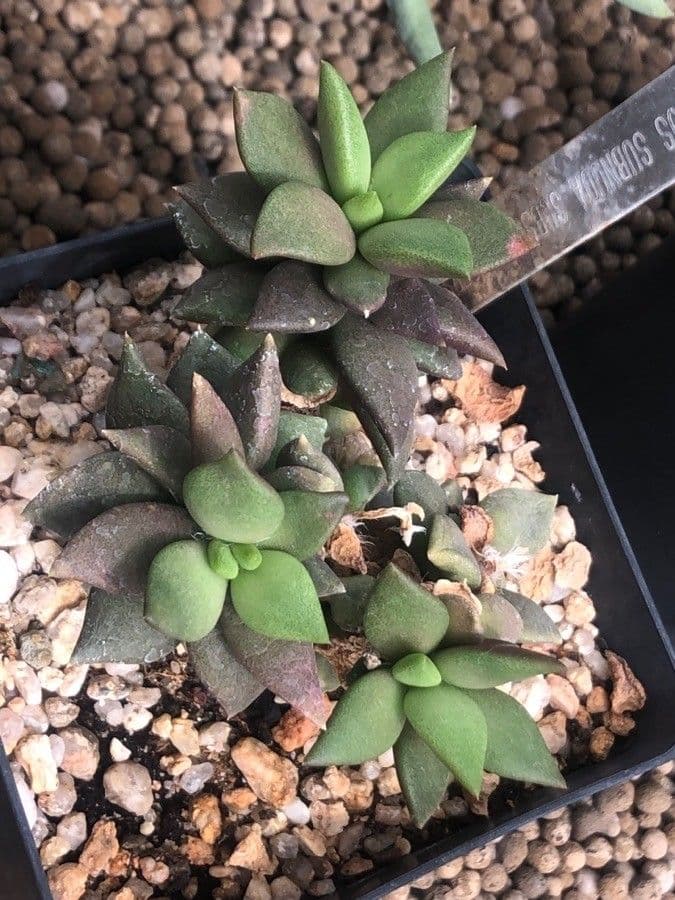 Anacampseros