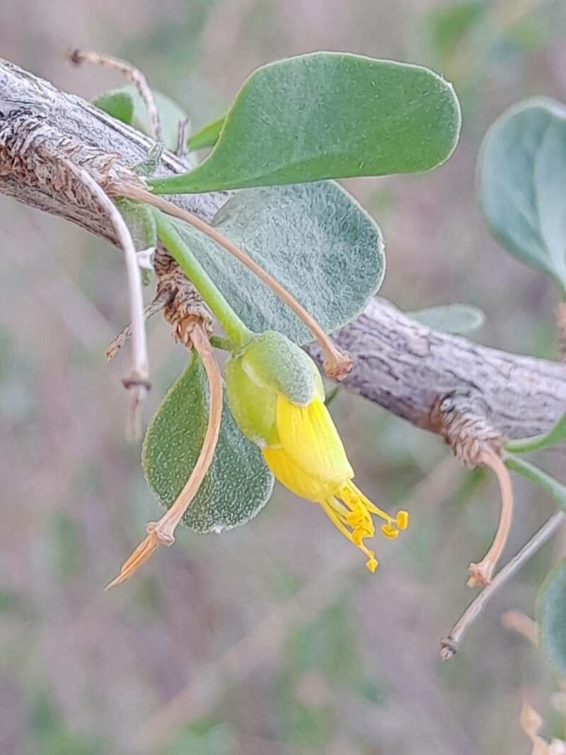 Zygophyllum 6
