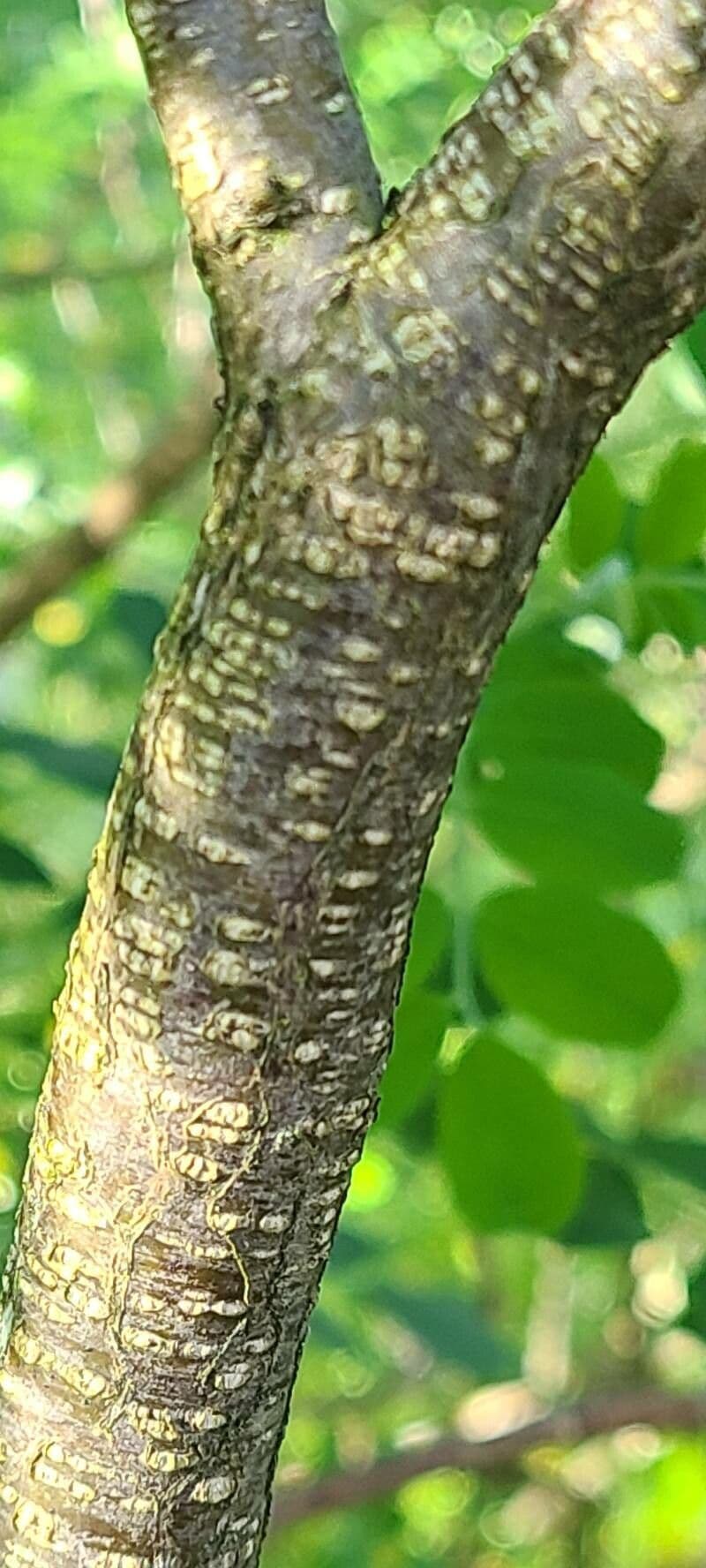 Vescicaria orientale 20