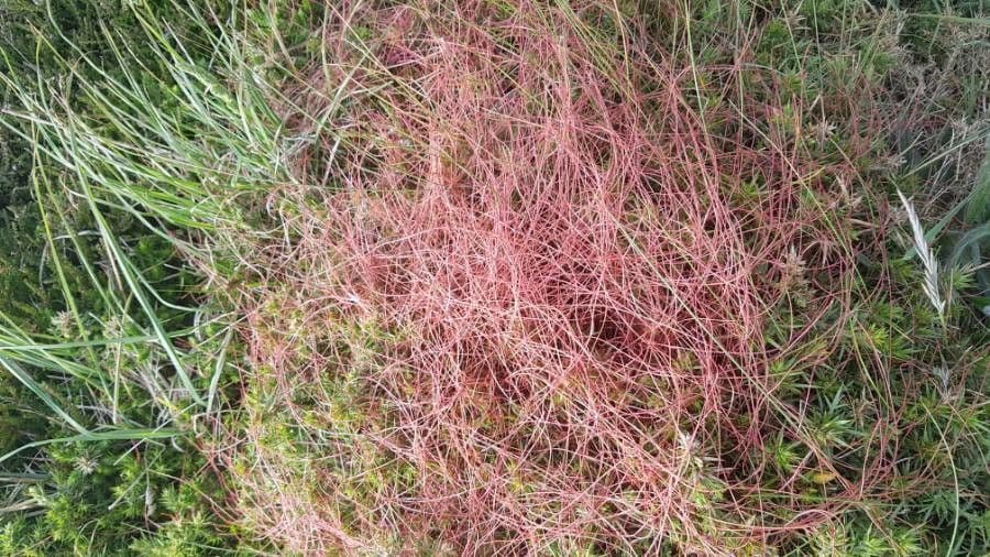 Cuscuta a semi piccoli 16