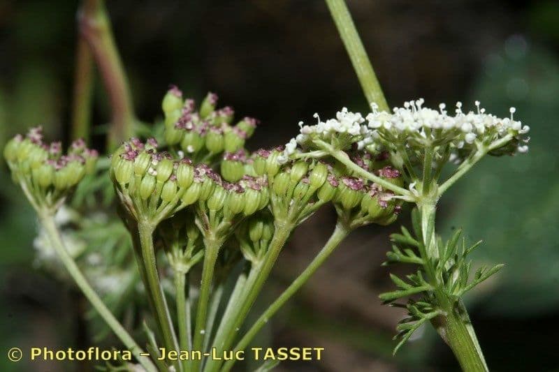 Seseli annuum 4