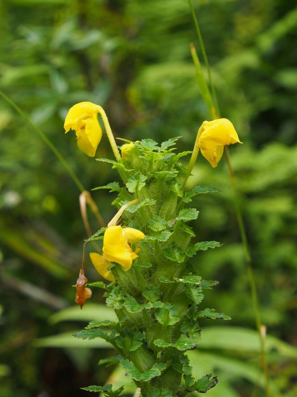 Pedicularis 4
