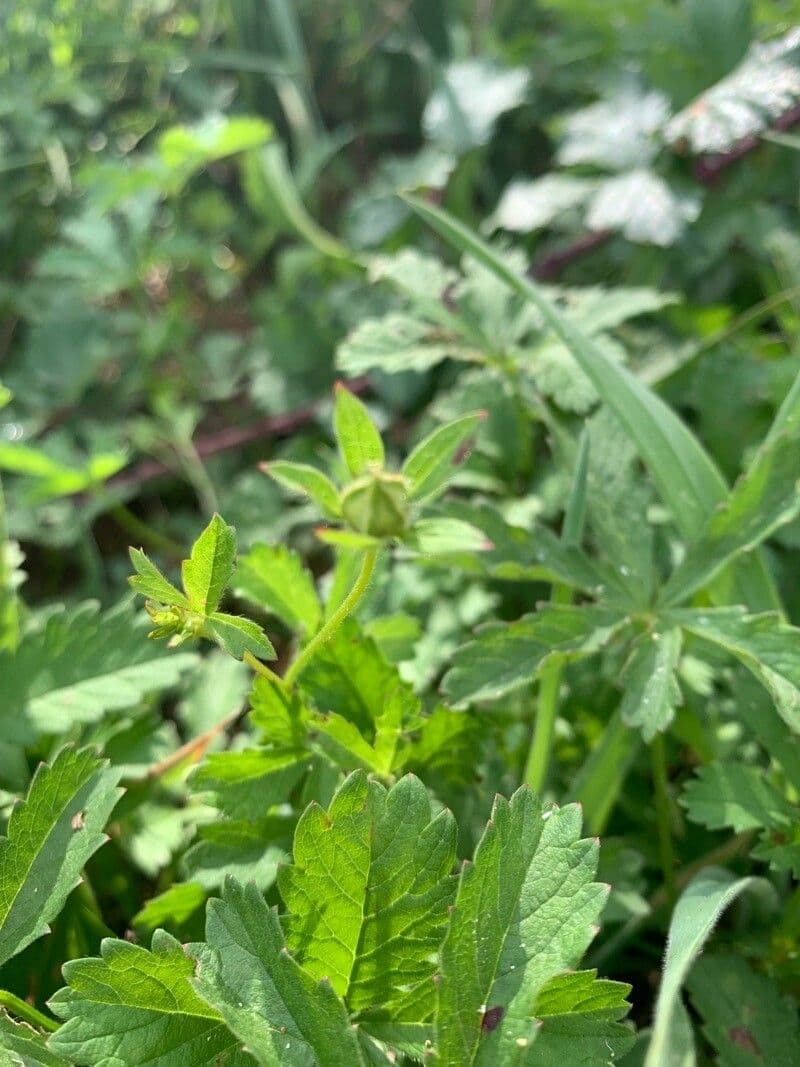 Cinquefoglie comune