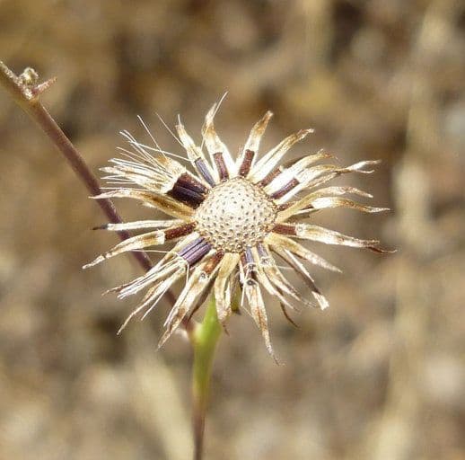 Tolpis barbata 3