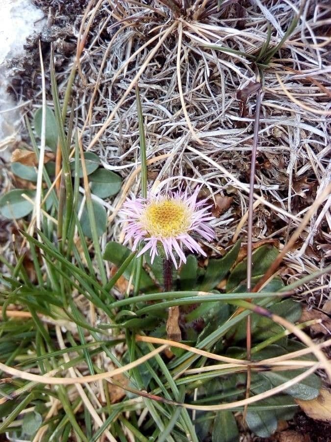 Erigeron alpino 7