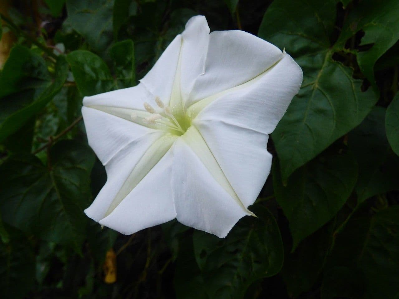 Prunkwinde 9