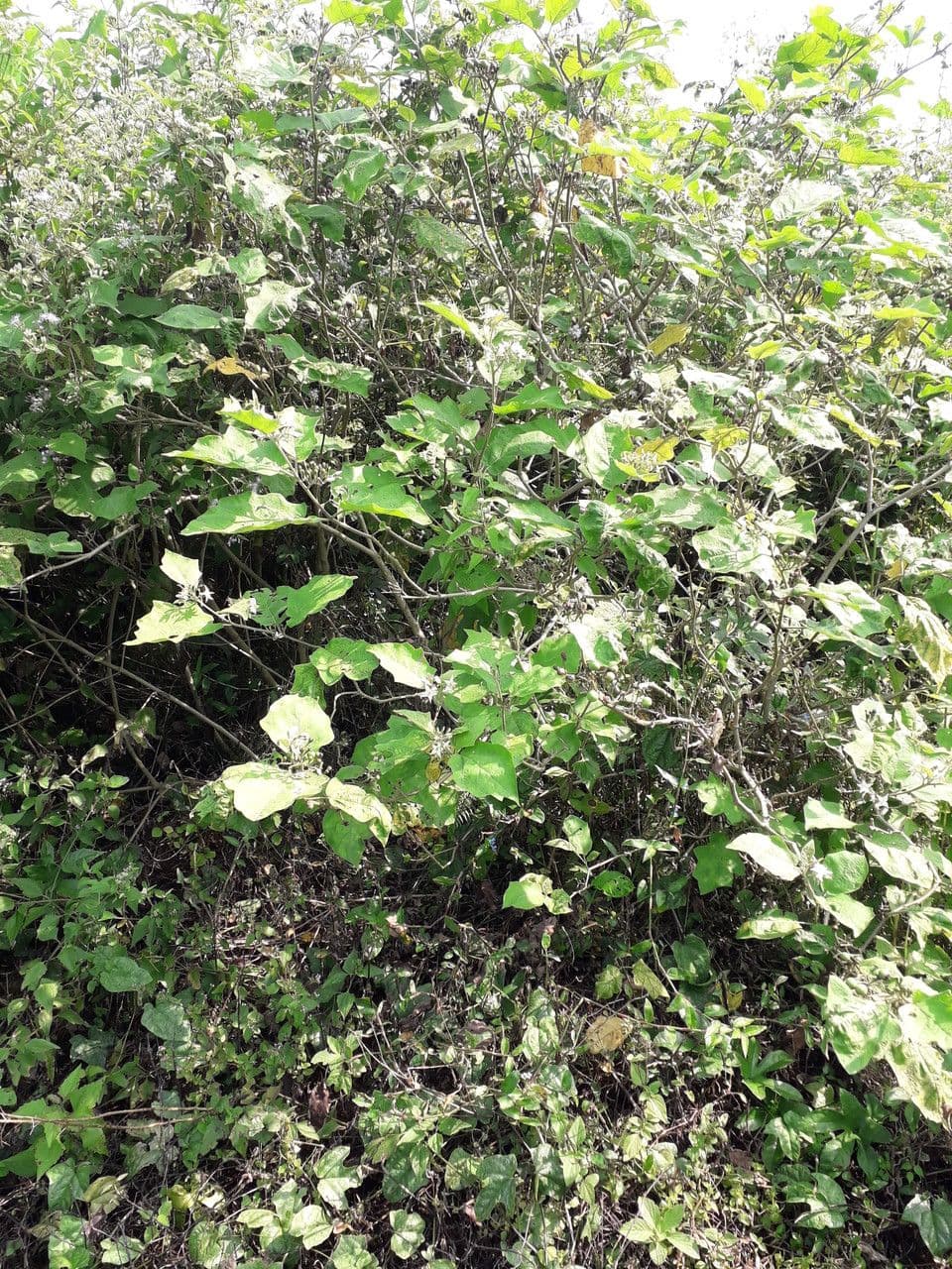 Schlafbeere 14