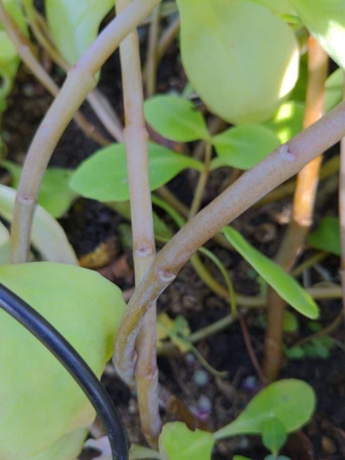 Sedum espectacular 16