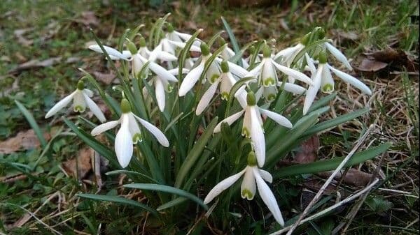 Sněženka podsněžník 8